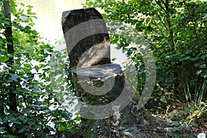 Tree stump sawed in a chain in forest