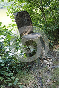 Tree stump sawed in a chain in forest
