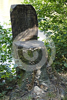 Tree stump sawed in a chain in forest