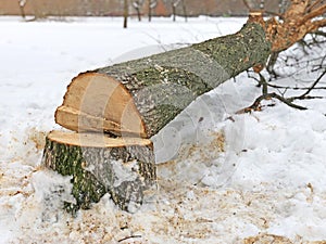 Tree stump sawed. Fallen tree trunks in bad weather and strong wind