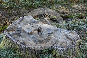 Tree stump, sawed off tree marked by the weather