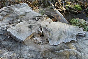 Tree stump, sawed off tree marked by the weather
