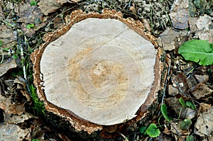 Tree stump, sawed wood, rings on the saw cut of the tree