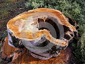 Tree stump sawn off forest hole blank