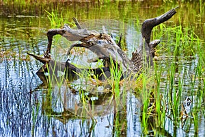 Tree Stump in a shallow pond