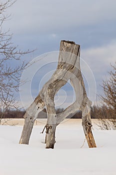 Tree stump