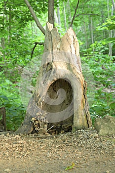 Tree Stump With Some Mushrooms