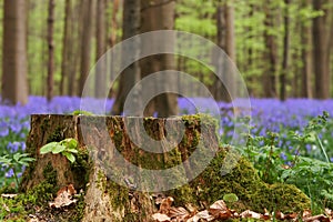 Tree stump in springtime photo