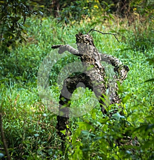 A tree stump stands like a Forest Ent from Lord of the Rings