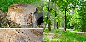 tree stump and summer park. Collage. Wide photo