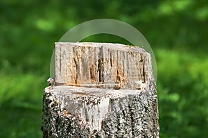 Tree stump in the summer time in the woods of Northern Wisconsin
