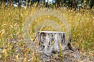 Tree stump in tall yellow grass closeup.