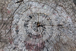 Tree stump texture on background