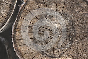 Tree Stump Texture photo