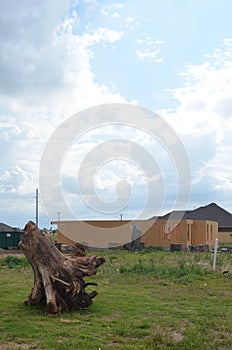 Tree Stump in Tornado Hit Neighborhood