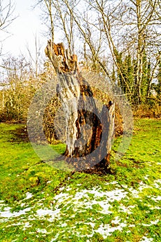 Tree stump of a tree that was knocked down by a lightning strike in Campbell Valley Park photo