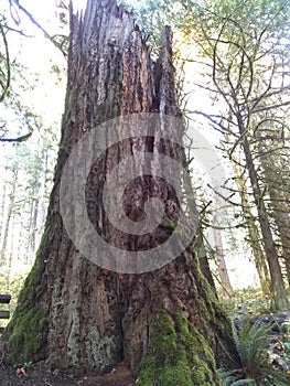 Tree stump treepeople photo