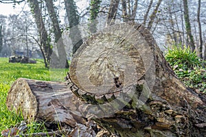 Tree stump, trunk in forest.