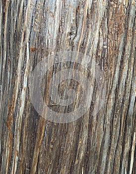 Tree stump - trunk, stems, stumps, masts