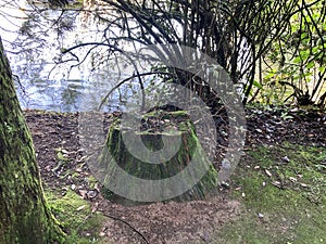 Tree stump - trunk, stems, stumps, masts