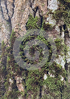 Tree stump - trunk, stems, stumps, masts