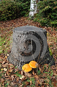 Tree stump with two mushrooms