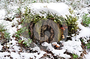 Tree stump under the snow with mushrooms and green moss. Winter or autumn.