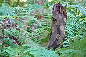 Tree stump with very interesting pattern