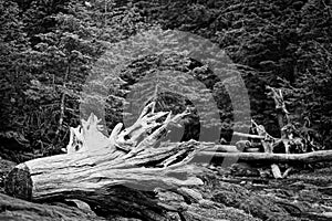 Tree stump washed ashore black & white photo