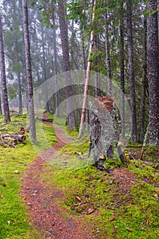 Tree stump by a winding path in the forest