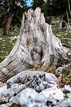 Tree stump, wood grain without bark