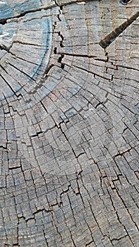 Tree stump wood rings texture old plant nature natural cracked crackled aged rustic weathered