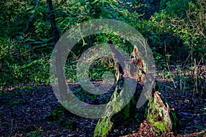 Tree stump in woods