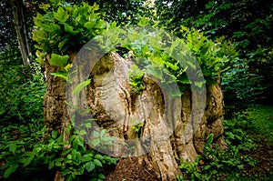 Old tree stump