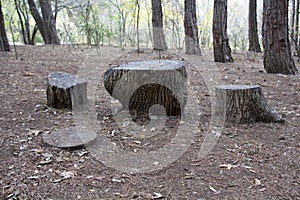 Tree stumps