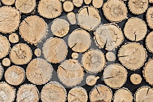 Tree stumps background.