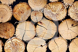 Tree stumps background, abstract of wood logs texture