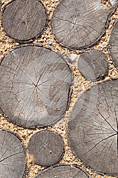 Tree stumps background Trees cut section Wood texture of cute tree trunk