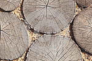 Tree stumps background Trees cut section Wood texture of cute tree trunk