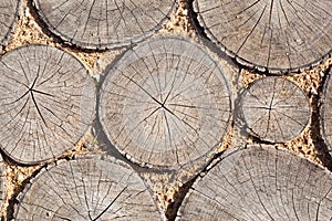 Tree stumps background Trees cut section Wood texture of cute tree trunk