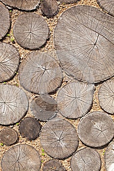 Tree stumps background Trees cut section Wood texture of cute tree trunk