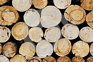 Tree stumps background. Wood background.