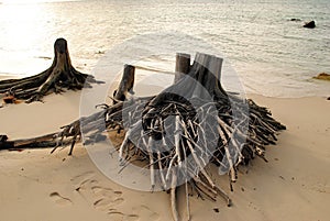 Tree stumps on the beach