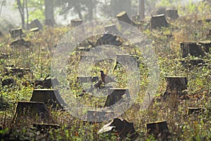 Tree stumps in a clear cut forest