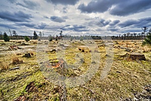 Tree stumps in a clear-cut forest field