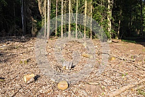 Tree stumps in a clearing area in a forest