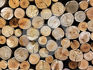 Tree stumps cross section background