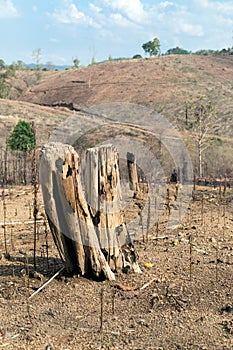 Tree stumps after deforestation and burn for agriculture