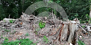 Tree stumps in deforested area