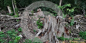 Tree stumps in deforested area
